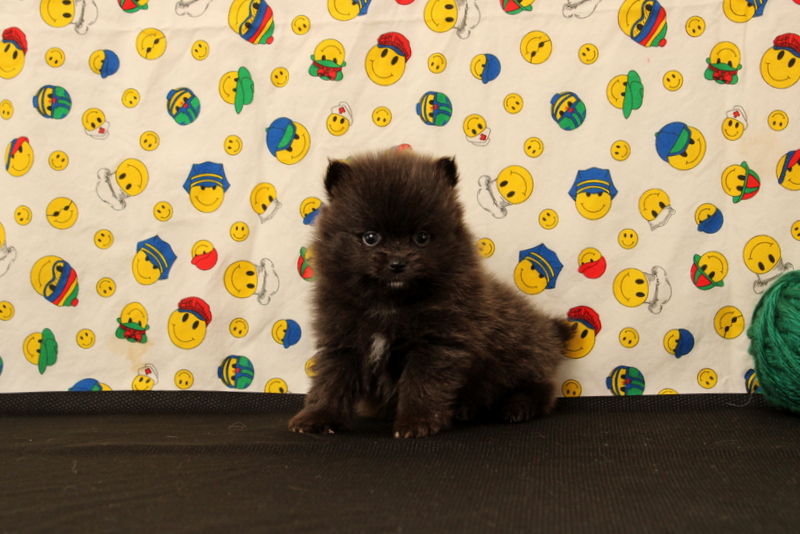 puppy, for, sale, Pomeranian, Matthew B. Stoltzfus, dog, breeder, Gap, PA, dog-breeder, puppy-for-sale, forsale, nearby, find, puppyfind, locator, puppylocator, aca
